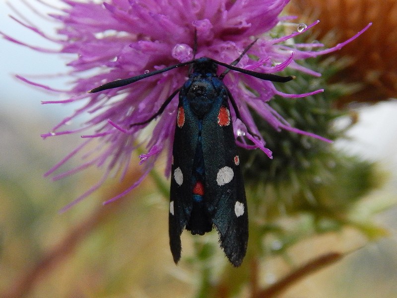 Zygaena , ma quale?